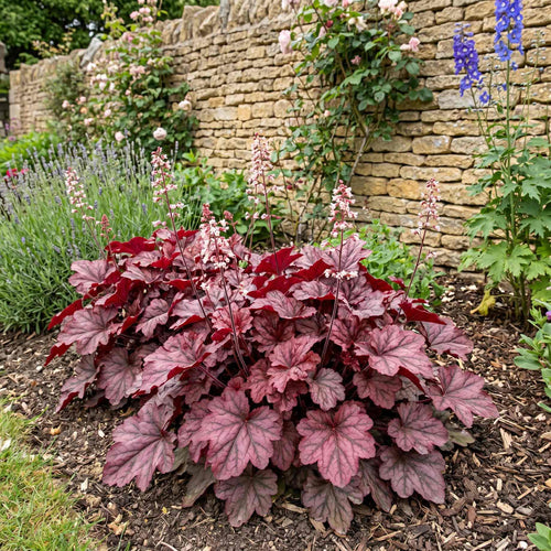 Heuchera 'Cherryberry' Perennial Bedding