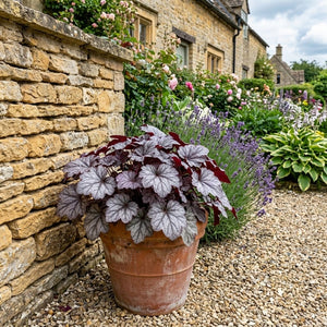 Heuchera 'Sugar Plum' Perennial Bedding