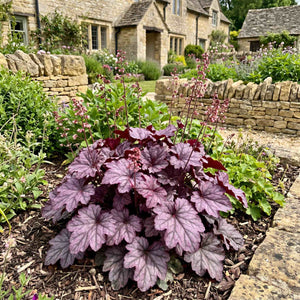 Heuchera 'Sugar Plum' Perennial Bedding