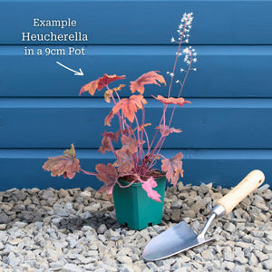 Heucherella 'Peach Tea' Perennial Bedding