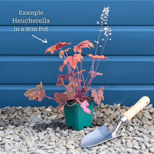 Heucherella 'Peach Tea' Perennial Bedding