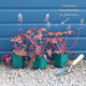 Heucherella 'Peach Tea' Perennial Bedding