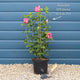 Red Trumpet Vine | Campsis tagliabuana 'Madame Galen' Climbing Plants