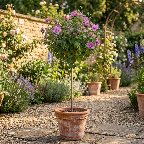 Patio Hibiscus Tree | Hibiscus syriacus 'Magenta Chiffon'® Shrubs