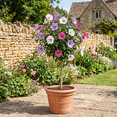 Patio Hibiscus Tree | Hibiscus syriacus 'Tricolour' Shrubs