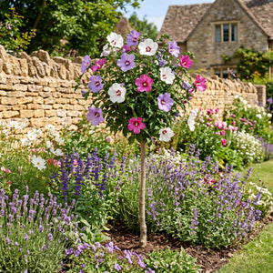 Patio Hibiscus Tree | Hibiscus syriacus 'Tricolour' Shrubs