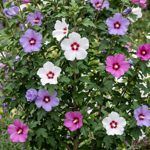 Patio Hibiscus Tree | Hibiscus syriacus 'Tricolour' Shrubs