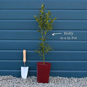 English Holly | Ilex aquifolium Ornamental Trees