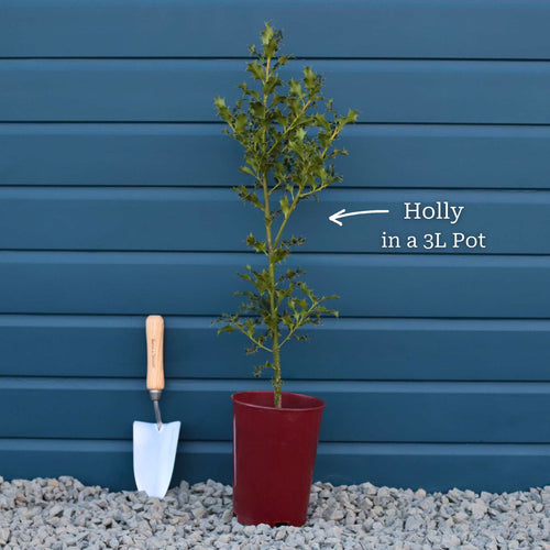 English Holly | Ilex aquifolium Ornamental Trees