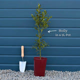 English Holly | Ilex aquifolium Ornamental Trees