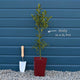 English Holly | Ilex aquifolium Ornamental Trees