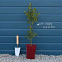 English Holly | Ilex aquifolium Ornamental Trees