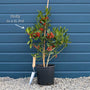 Pyramidal Holly | Ilex 'Nellie R Stevens' Ornamental Trees