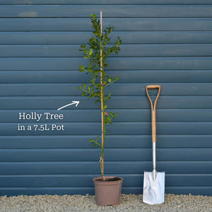 English Holly | Ilex aquifolium Ornamental Trees