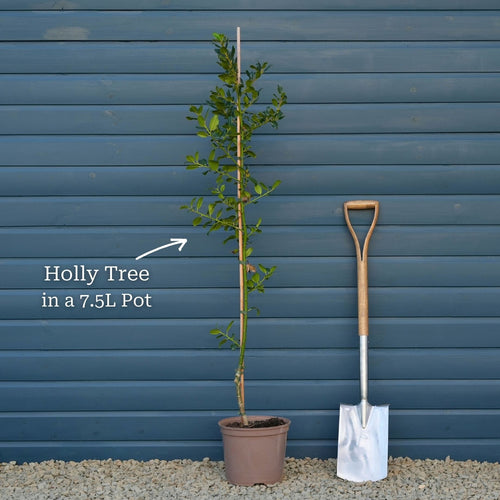 English Holly | Ilex aquifolium Ornamental Trees