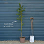 English Holly | Ilex aquifolium Ornamental Trees