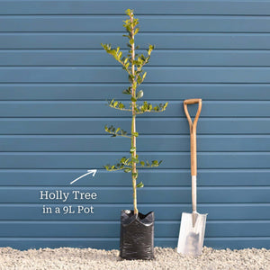 English Holly | Ilex aquifolium Ornamental Trees