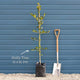 English Holly | Ilex aquifolium Ornamental Trees