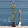 English Holly | Ilex aquifolium Ornamental Trees