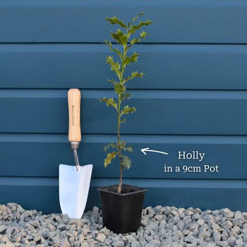 English Holly | Ilex aquifolium Ornamental Trees