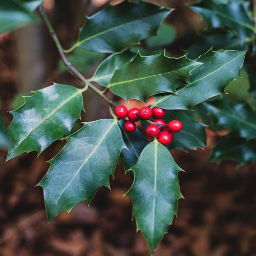 Holly 'Alaska' | Ilex aquifolium Shrubs