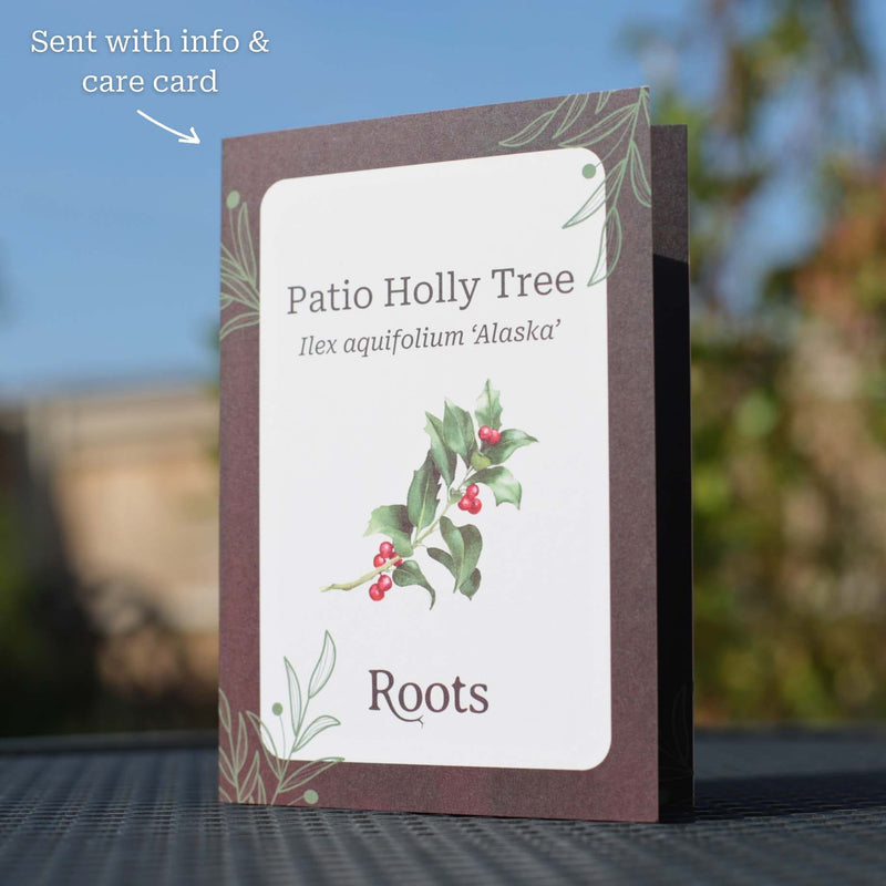 Patio Holly Tree Gift Gift Option
