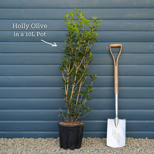 Holly Olive | Osmanthus aquifolium Shrubs
