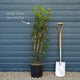 Holly Olive | Osmanthus aquifolium Shrubs