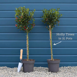Patio Holly Tree | Ilex aquifolium 'Alaska' Ornamental Trees