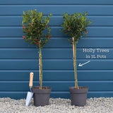 Patio Holly Tree | Ilex aquifolium 'Alaska' Ornamental Trees