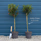 Patio Holly Tree | Ilex aquifolium 'Alaska' Ornamental Trees