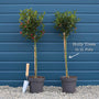 Patio Holly Tree | Ilex aquifolium 'Alaska' Ornamental Trees