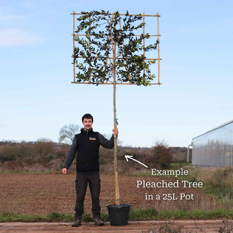 Pleached Ebbinge's Silverberry Tree | Elaeagnus x ebbingei Ornamental Trees