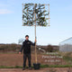 Pleached Ebbinge's Silverberry Tree | Elaeagnus x ebbingei Ornamental Trees