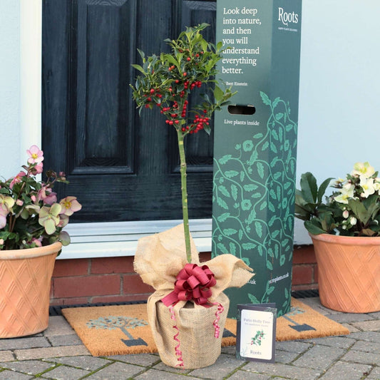 Patio Holly Tree Gift Gift Option