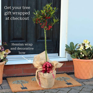 Patio Holly Tree | Ilex aquifolium 'Alaska' Ornamental Trees