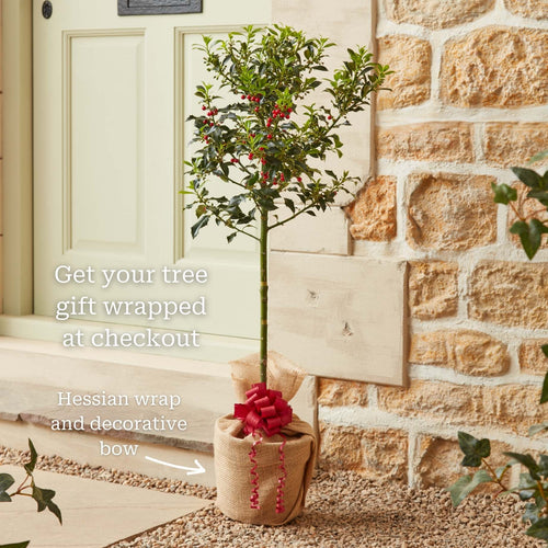 Patio Holly Tree | Ilex aquifolium 'Alaska' Ornamental Trees