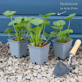 Hollyhock 'Chater's Rose' | Alcea Perennial Bedding
