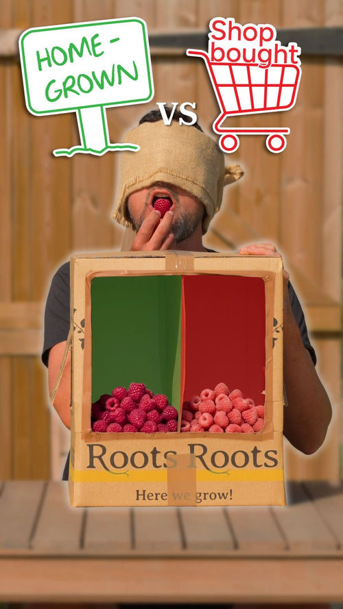 Homegrown vs supermarket raspberries: which taste better?
