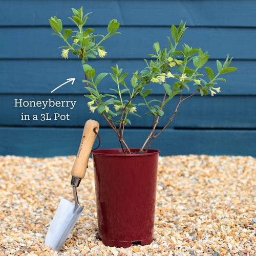 'Morena' Honeyberry Bush Soft Fruit