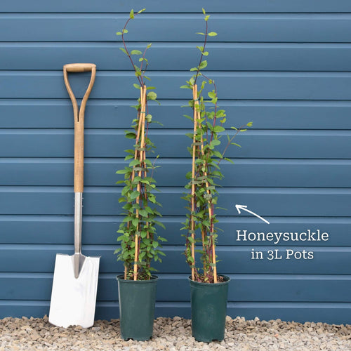 Japanese Honeysuckle | Lonicera japonica 'Mint Crisp' Climbing Plants