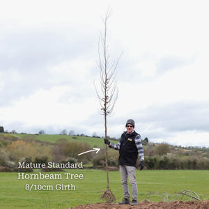 Hornbeam Tree | Carpinus betulus Ornamental Trees