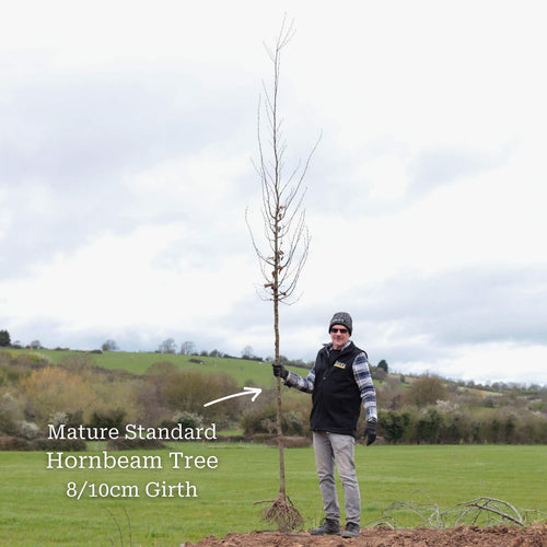 Hornbeam Tree | Carpinus betulus Ornamental Trees