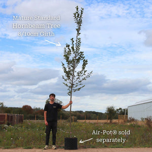 Hornbeam Tree | Carpinus betulus 'Fastigiata' Ornamental Trees