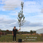 Hornbeam Tree | Carpinus betulus 'Fastigiata' Ornamental Trees