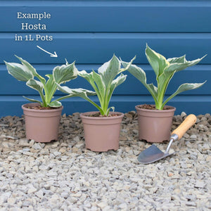 Hosta 'Sugar & Spice' Perennial Bedding