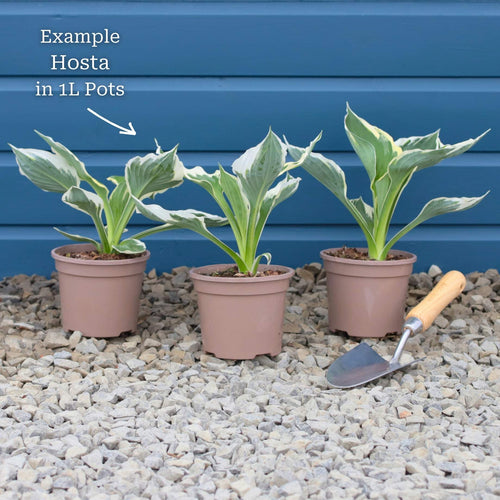 Hosta 'Sugar & Spice' Perennial Bedding