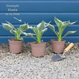 Hosta 'Sugar & Spice' Perennial Bedding