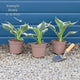 Hosta 'Sugar & Spice' Perennial Bedding