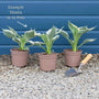 Hosta 'Sugar & Spice' Perennial Bedding